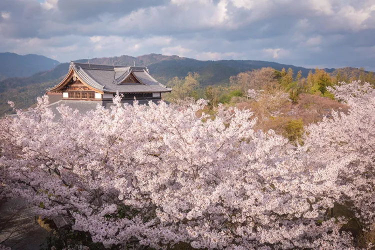 将軍塚青龍殿から眺める京都市内と満開の桜の景色