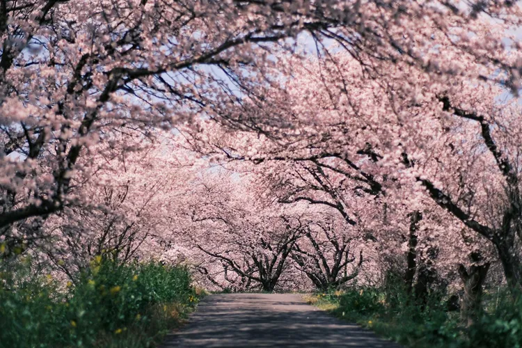 岐阜の桜
