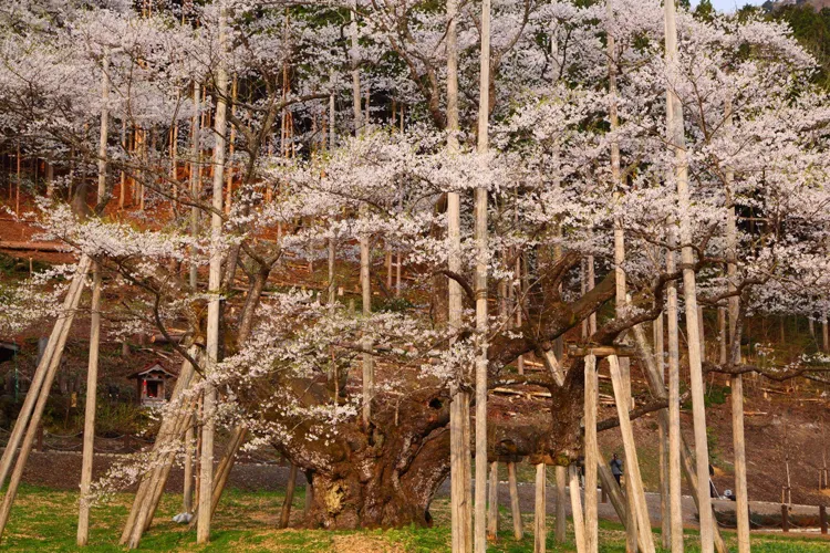 淡墨公園の桜