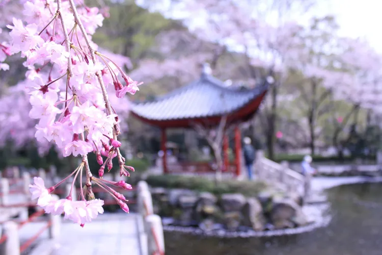 岐阜公園の桜