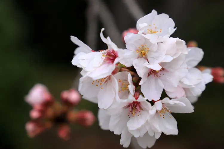 江波山公園の桜