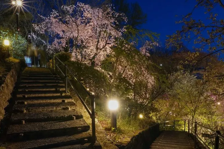 広島市植物公園の桜