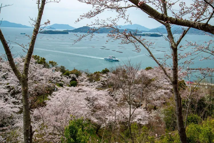正福寺山公園の桜
