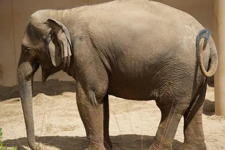 円山動物園のゾウ