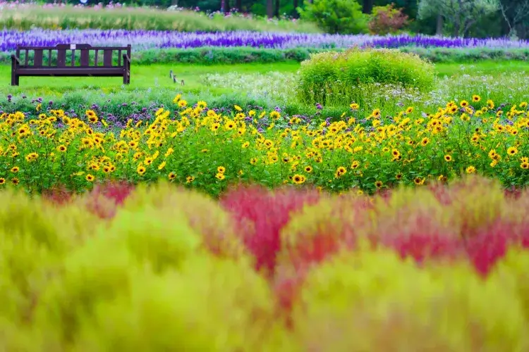 滝野すずらん丘陵公園の風景