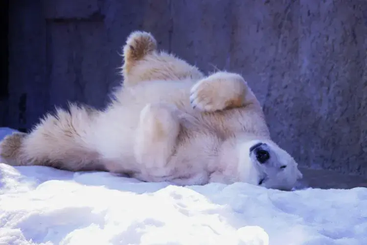 丸山動物園の白熊