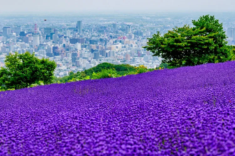 幌見峠ラベンダー園