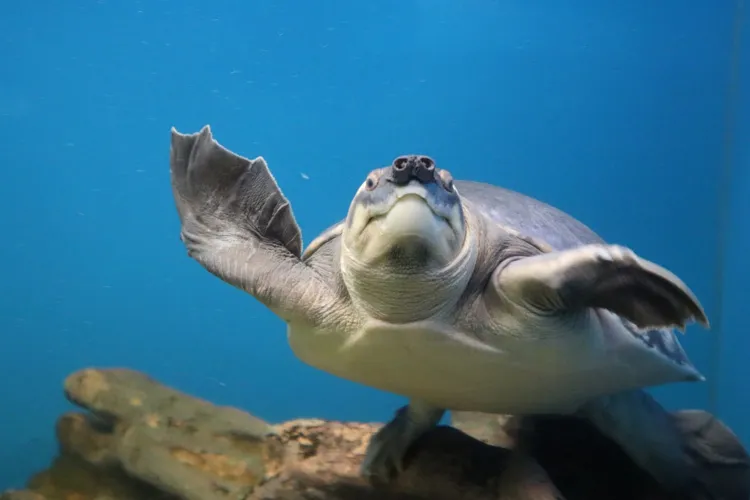 新さっぽろサンピアザ水族館