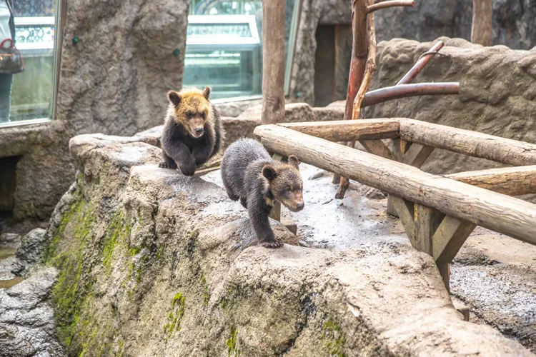 のぼりべつクマ牧場