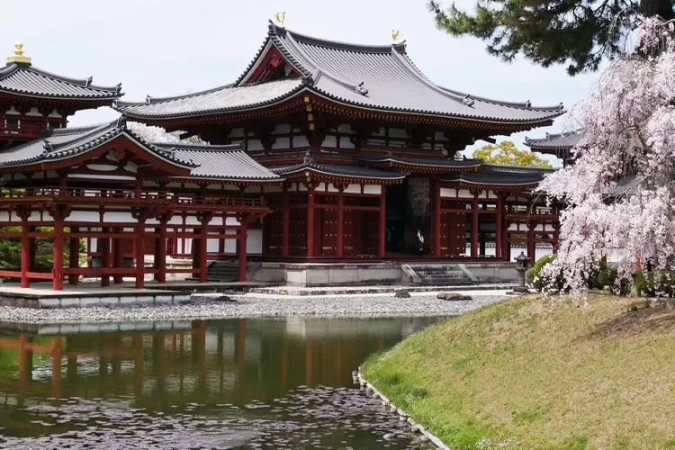 平等院鳳凰堂と桜が映える宇治の春の景色