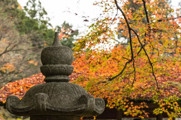 京都の穴場スポット白龍園の苔庭と紅葉の景色