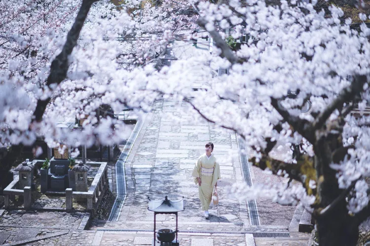 桜が咲く京都東山の石畳を着物で歩く女性の風景