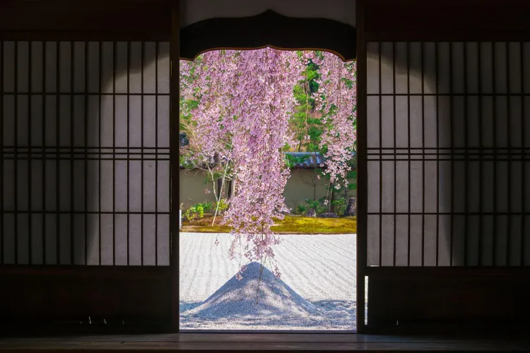 和室から眺める庭園のしだれ桜の美しい景色