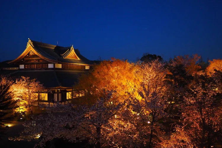 ライトアップされた寺院と桜の幻想的な夜景