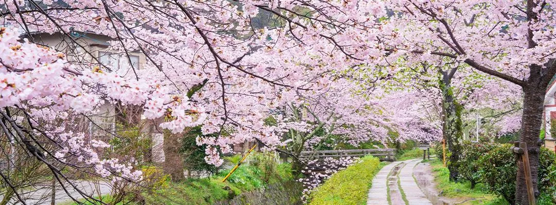 哲学の道の桜並木と水路沿いの小道に咲く満開の桜の風景
