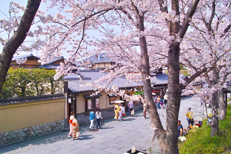 哲学の道の桜並木と水路沿いを歩く人々の春の散策風景