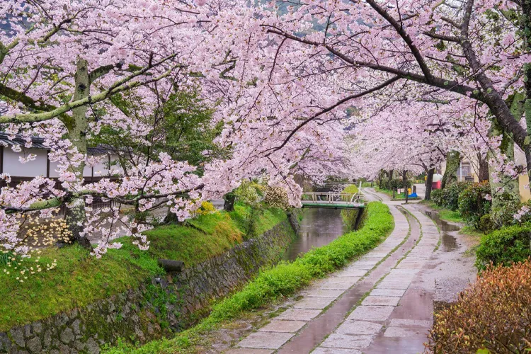 哲学の道の桜並木と川沿いの散策路