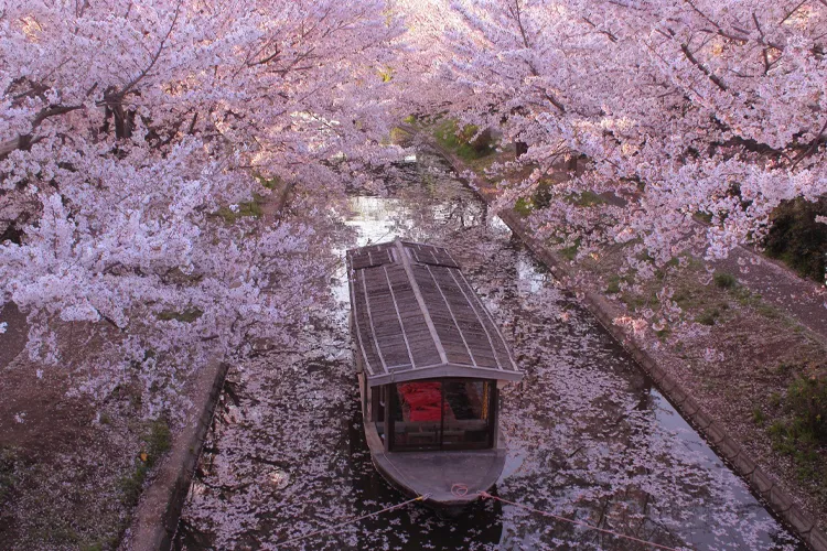 満開の桜に囲まれた川を進む舟の春の風景