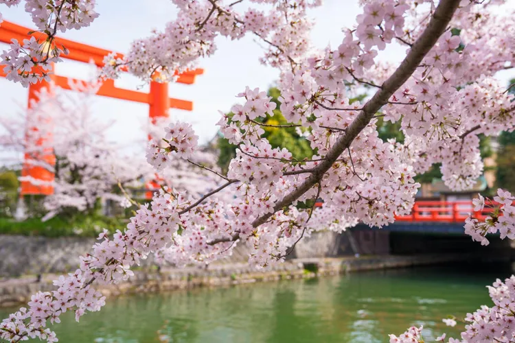 桜越しに見える神社の鳥居と春の風景