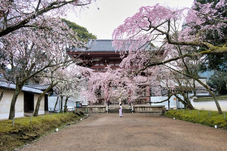 桜に囲まれた京都の寺院の山門と春の景色