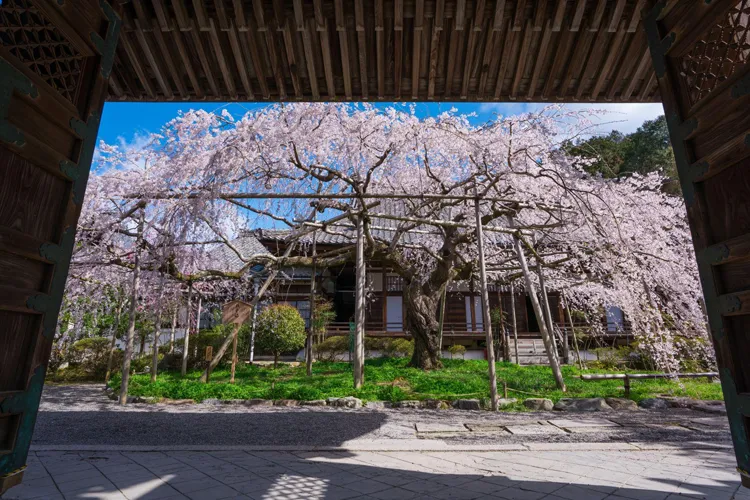 寺院の庭に咲くしだれ桜と歴史的建物の風景