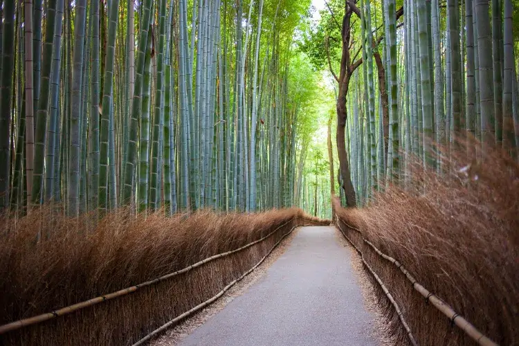 嵐山の竹林