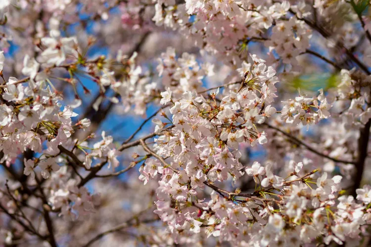 信貴山の桜