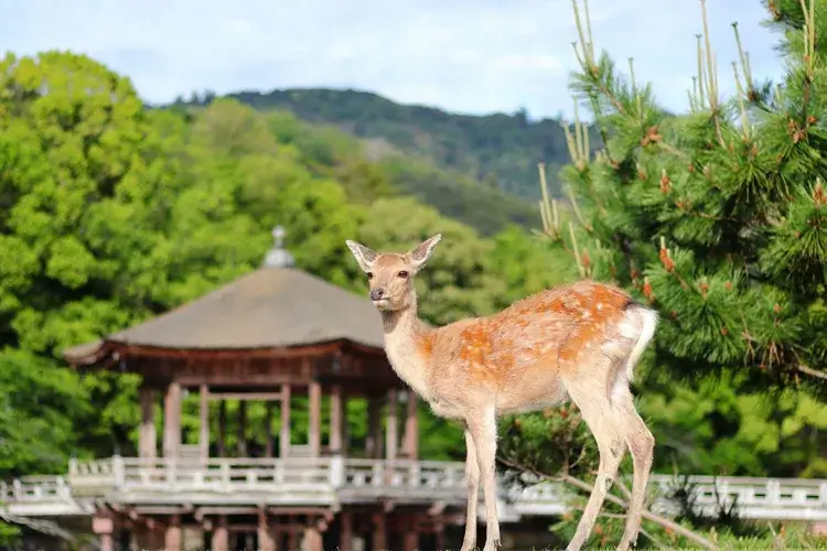 奈良公園の鹿