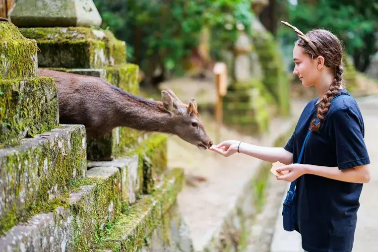 奈良公園の鹿に餌をあげる女性