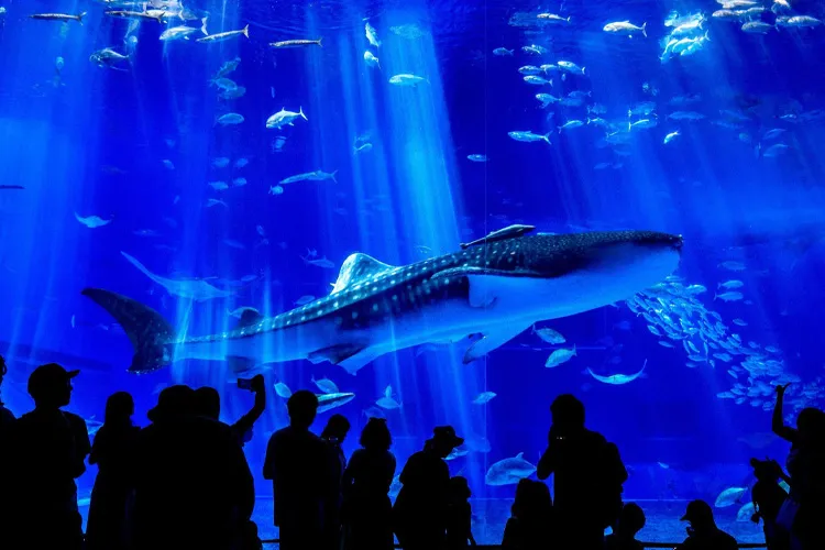 沖縄美ら海水族館