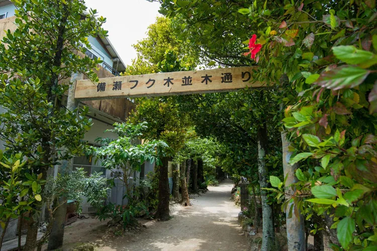 備瀬のフクギ並木