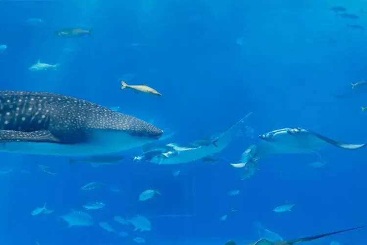 沖縄美ら海水族館