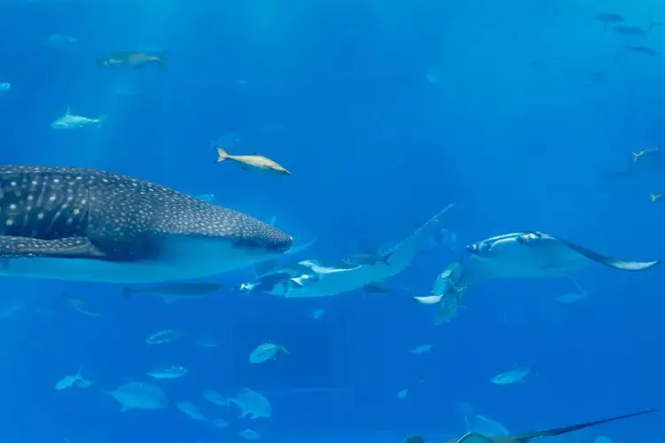 沖縄美ら海水族館のジンベイザメ