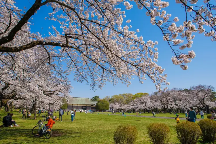 小金井公園