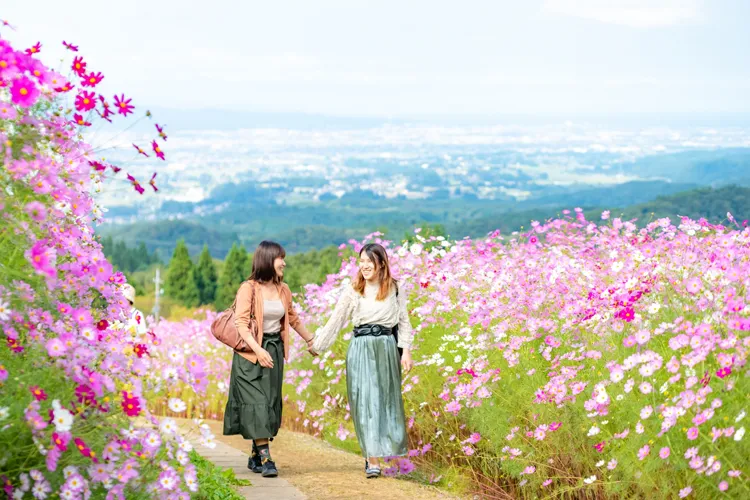 お花畑を観光する女性
