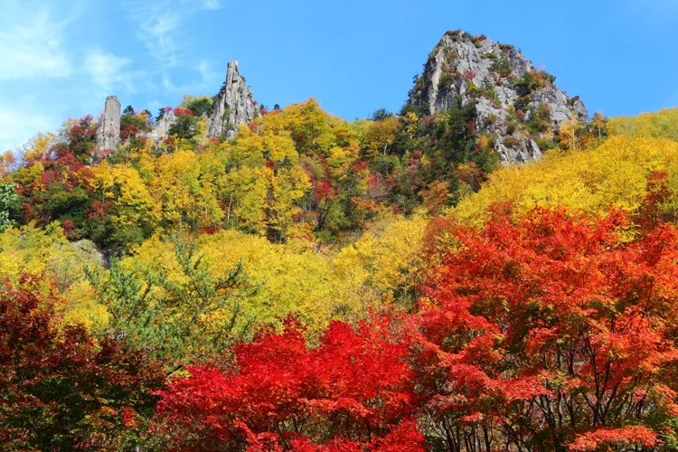 大雪山の紅葉