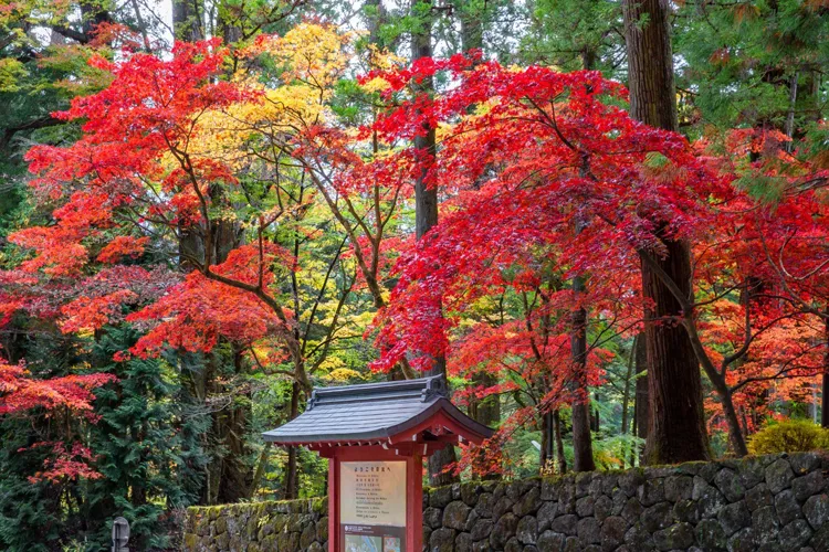 日光の紅葉
