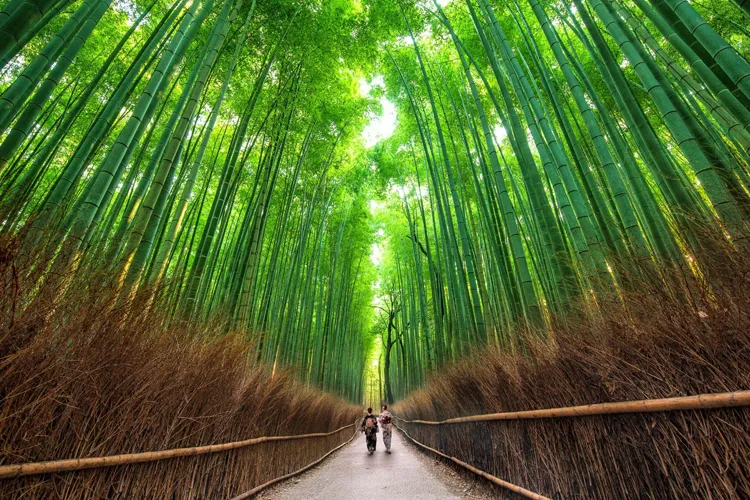 京都の竹林