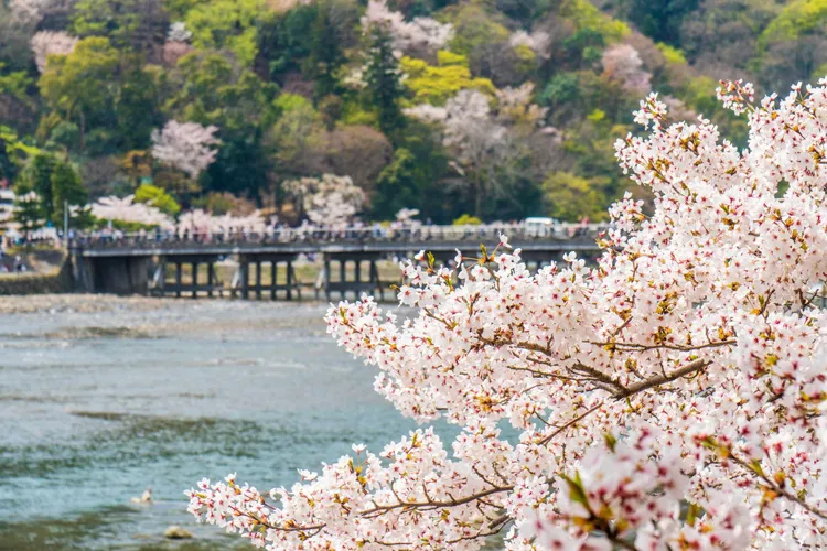 春の渡月橋
