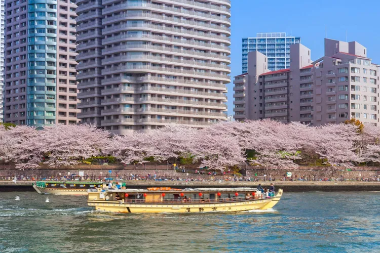 屋形船と桜