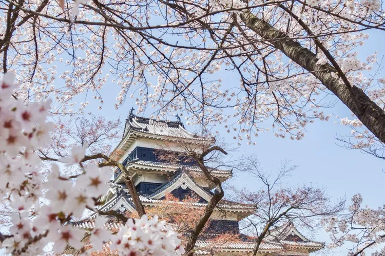 松本城と桜