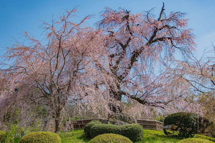 丸山公園の桜