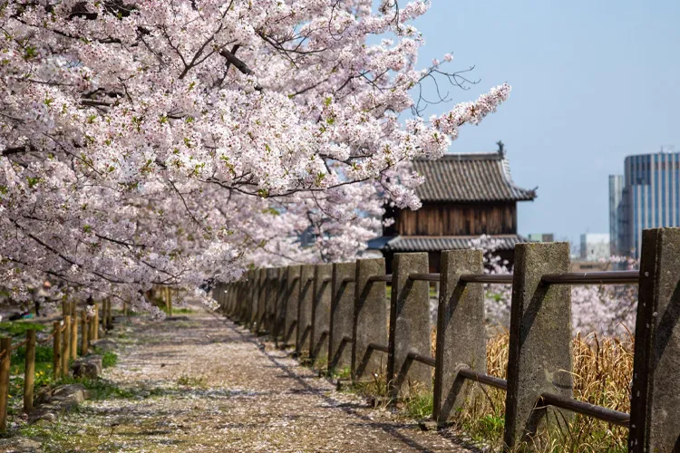 舞鶴公園の桜