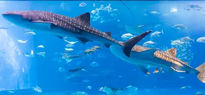 美ら海水族館のジンベイザメ